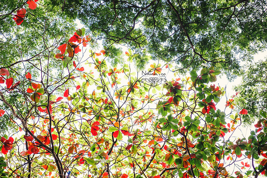 Andaman Islands, Havelock, Barefoot Resort vacation and travel photography as captured by photographer Naina Redhu.