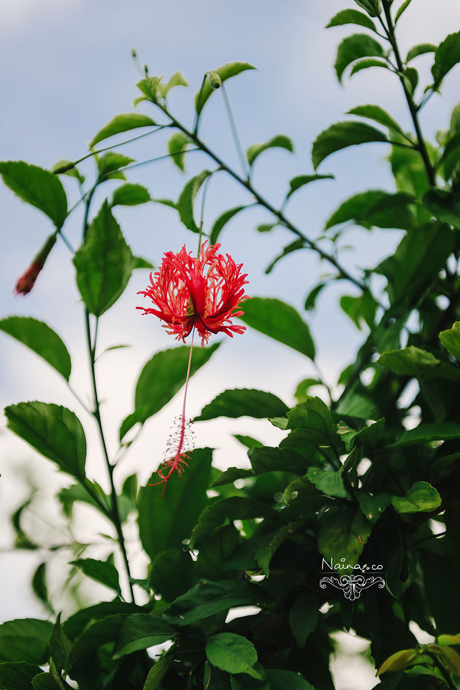 Andaman Islands, Havelock, Barefoot Resort vacation and travel photography as captured by photographer Naina Redhu.