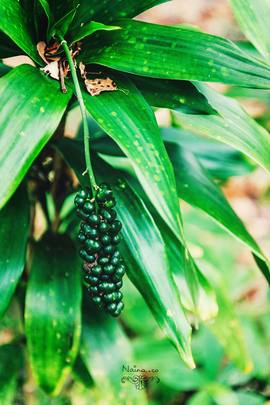 Andaman Islands, Havelock, Barefoot Resort vacation and travel photography as captured by photographer Naina Redhu.