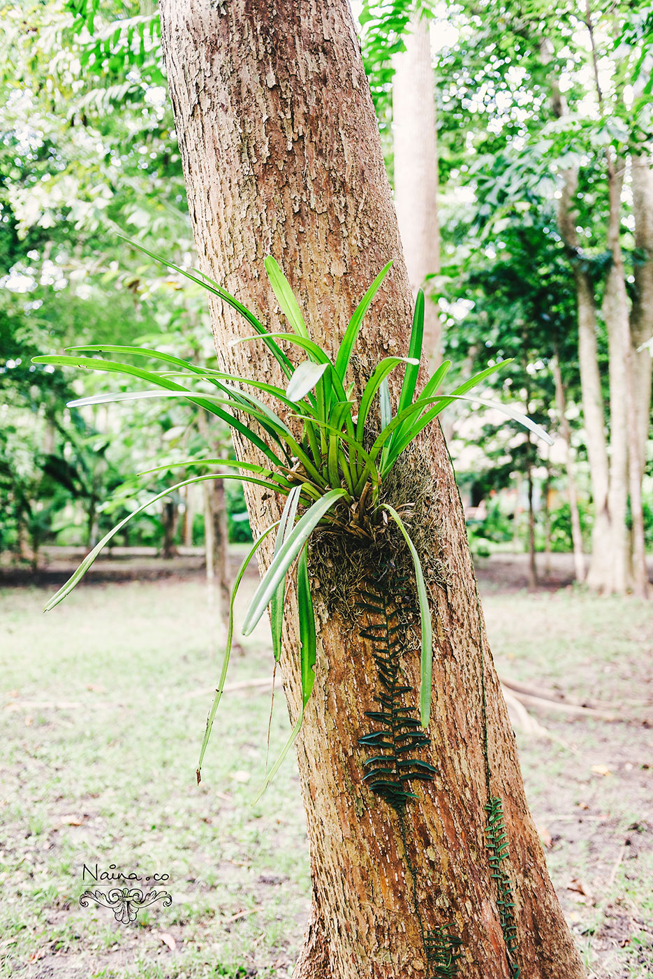 Andaman Islands, Havelock, Barefoot Resort vacation and travel photography as captured by photographer Naina Redhu.