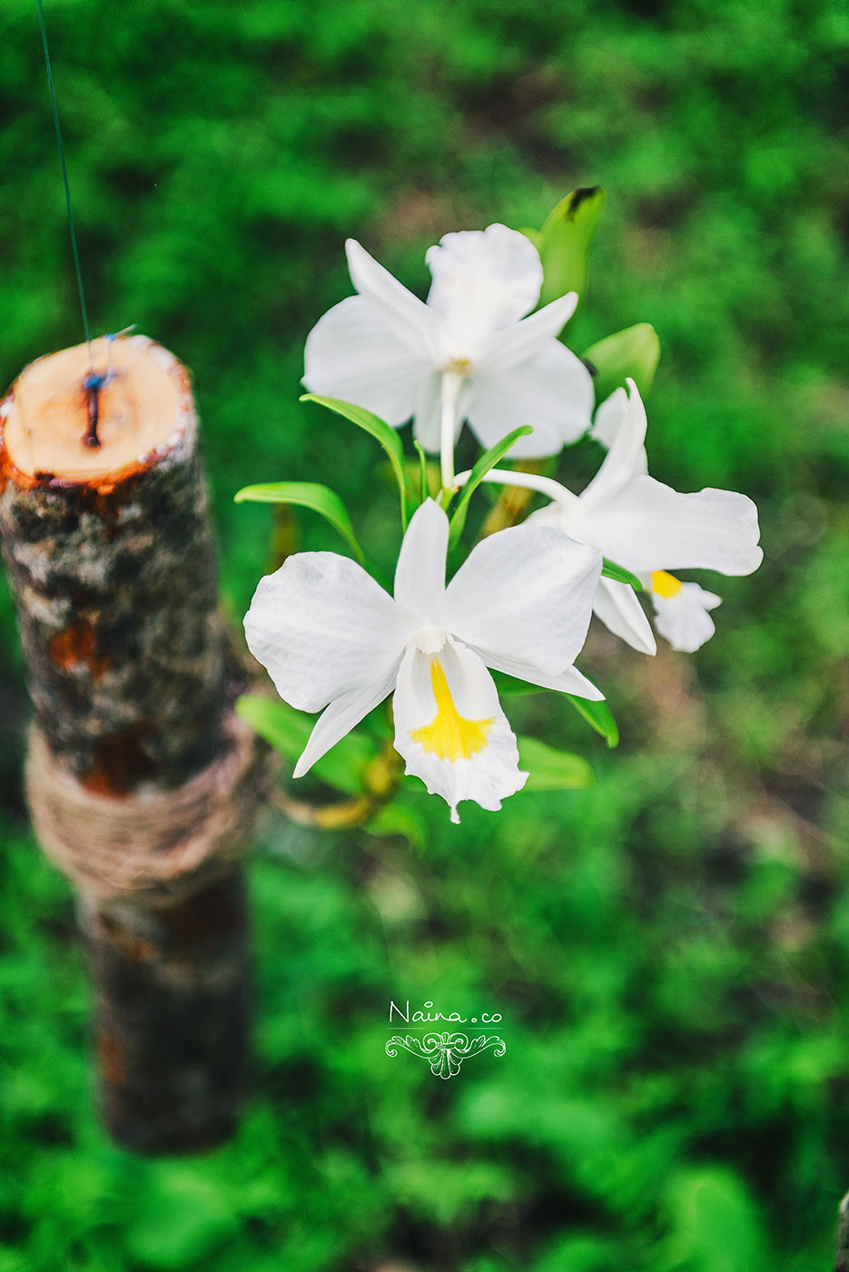 Andaman Islands, Havelock, Barefoot Resort vacation and travel photography as captured by photographer Naina Redhu.