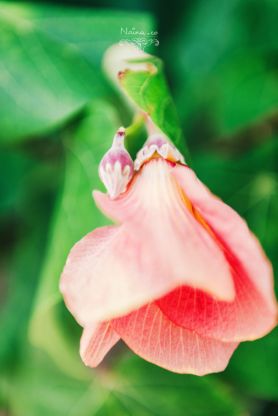 Andaman Islands, Havelock, Barefoot Resort vacation and travel photography as captured by photographer Naina Redhu.