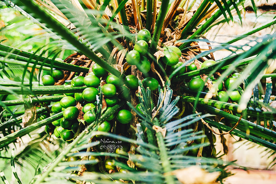 Andaman Islands, Havelock, Barefoot Resort vacation and travel photography as captured by photographer Naina Redhu.