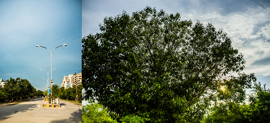 Noida streets and foliage during a walk. Photography by professional Indian lifestyle photographer Naina Redhu of Naina.co