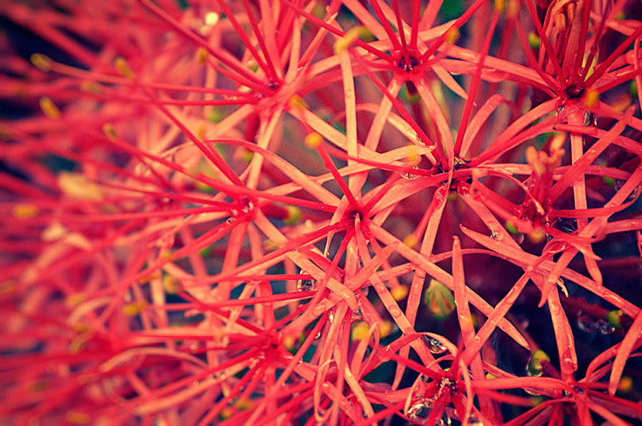 Buy a print of a may flower in fiery red full bloom, as photographed by Naina Redhu