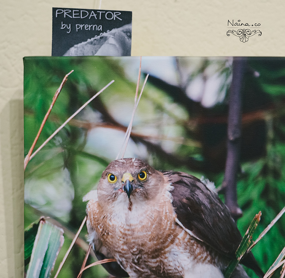 Prerna Solo Photography Exhibition of Marco photographs and wildlife at India Habitat Center as captured by photographer Naina Redhu.