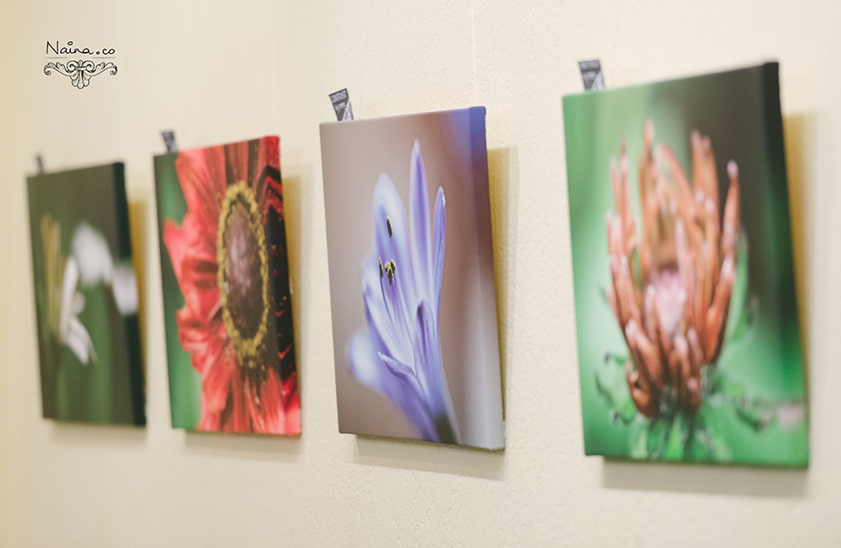 Prerna Solo Photography Exhibition of Marco photographs and wildlife at India Habitat Center as captured by photographer Naina Redhu.