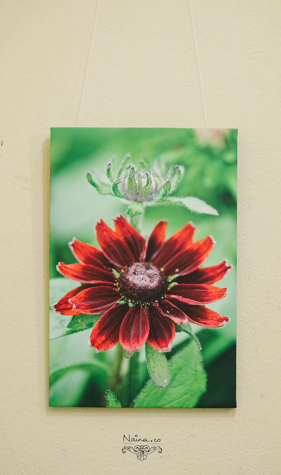 Prerna Solo Photography Exhibition of Marco photographs and wildlife at India Habitat Center as captured by photographer Naina Redhu.