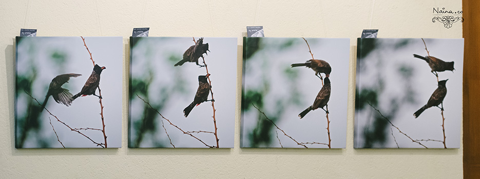 Prerna Solo Photography Exhibition of Marco photographs and wildlife at India Habitat Center as captured by photographer Naina Redhu.