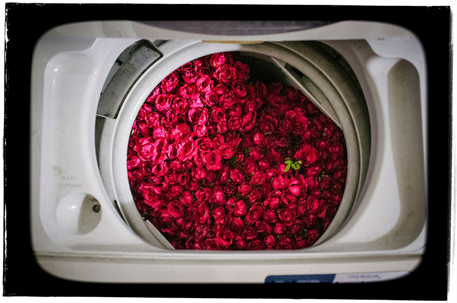 Roses and a self portrait. Flowers & portraiture photography by professional Indian lifestyle photographer Naina Redhu of Naina.co