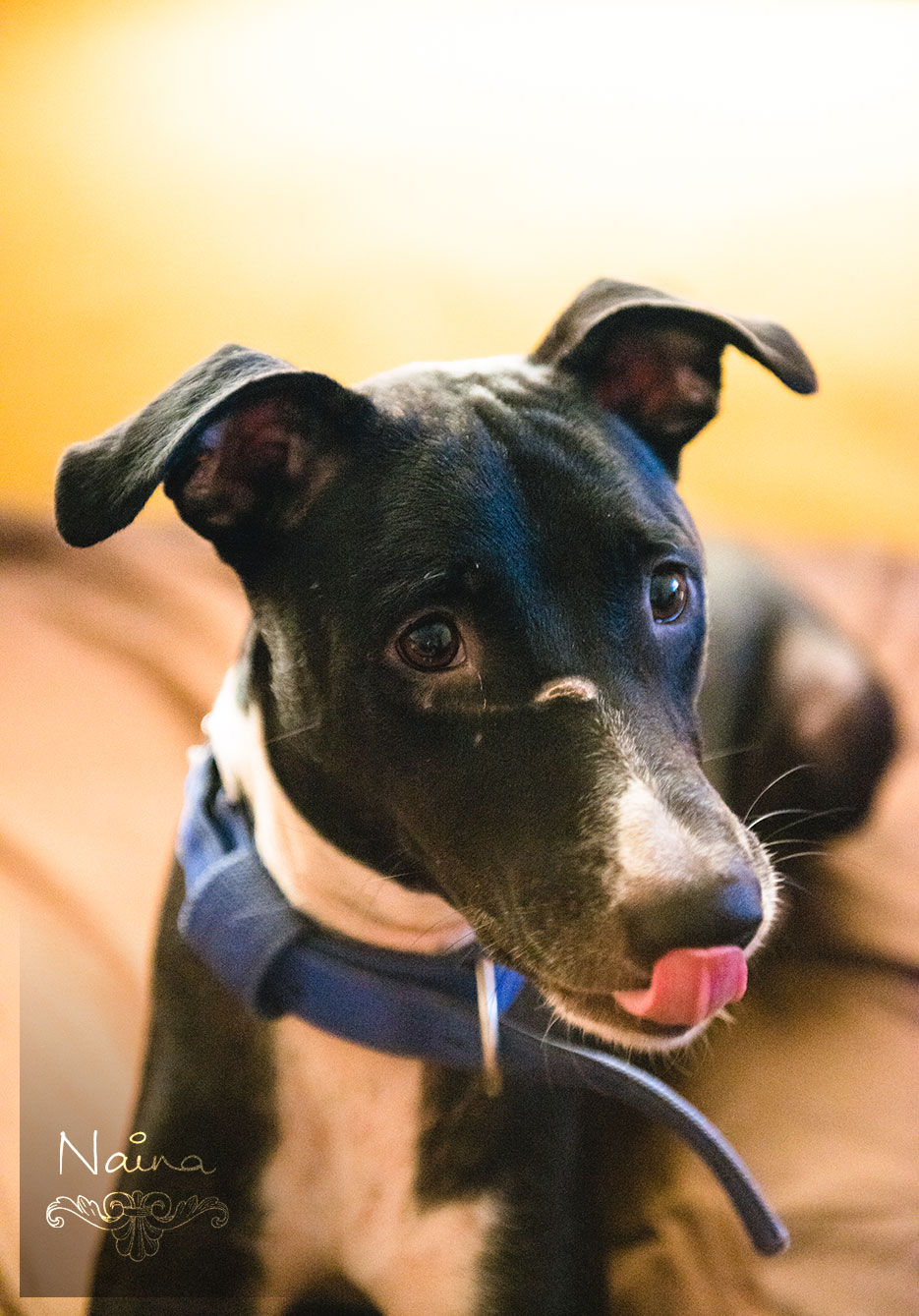 Veto, dog portrait. Animal portraiture photography by photographer Naina Redhu