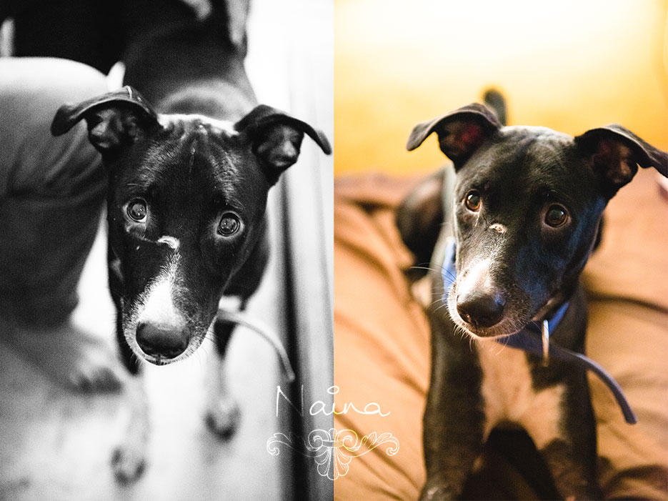 Veto, dog portrait. Animal portraiture photography by photographer Naina Redhu