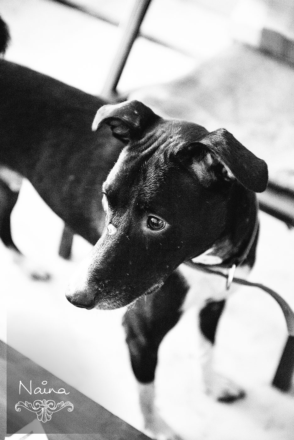 Veto, dog portrait. Animal portraiture photography by photographer Naina Redhu