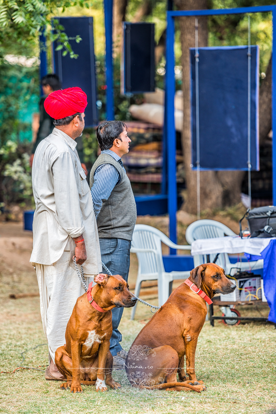 Vintage Car Rally, Royal Salute Maharaja of Jodhpur Diamond Jubilee Cup Polo Match, Umaid Bhavan, Rajasthan, photographed by Lifestyle photographer, blogger Naina Redhu of Naina.co