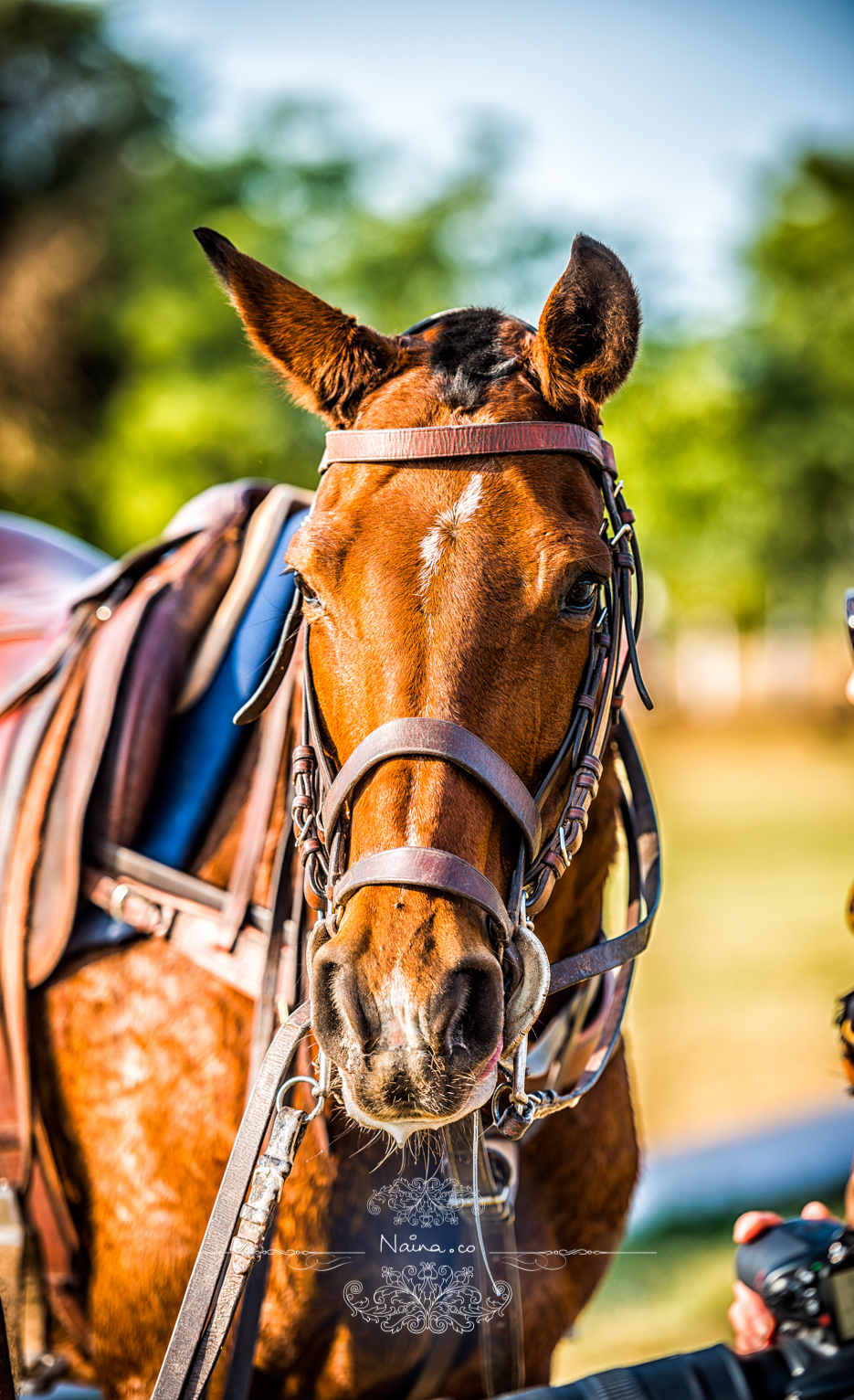 Vintage Car Rally, Royal Salute Maharaja of Jodhpur Diamond Jubilee Cup Polo Match, Umaid Bhavan, Rajasthan, photographed by Lifestyle photographer, blogger Naina Redhu of Naina.co