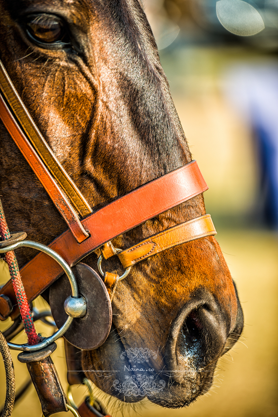 Vintage Car Rally, Royal Salute Maharaja of Jodhpur Diamond Jubilee Cup Polo Match, Umaid Bhavan, Rajasthan, photographed by Lifestyle photographer, blogger Naina Redhu of Naina.co