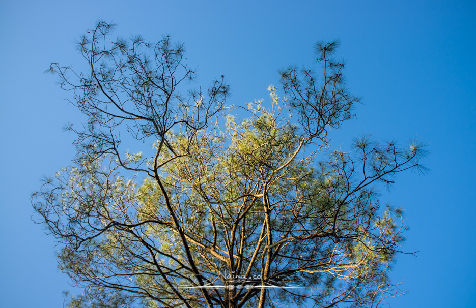 Ranikhet, Uttarakhand, Travel & Leisure Photography in the hills, photographed by Lifestyle & Luxury photographer & blogger Naina Redhu of Naina.co