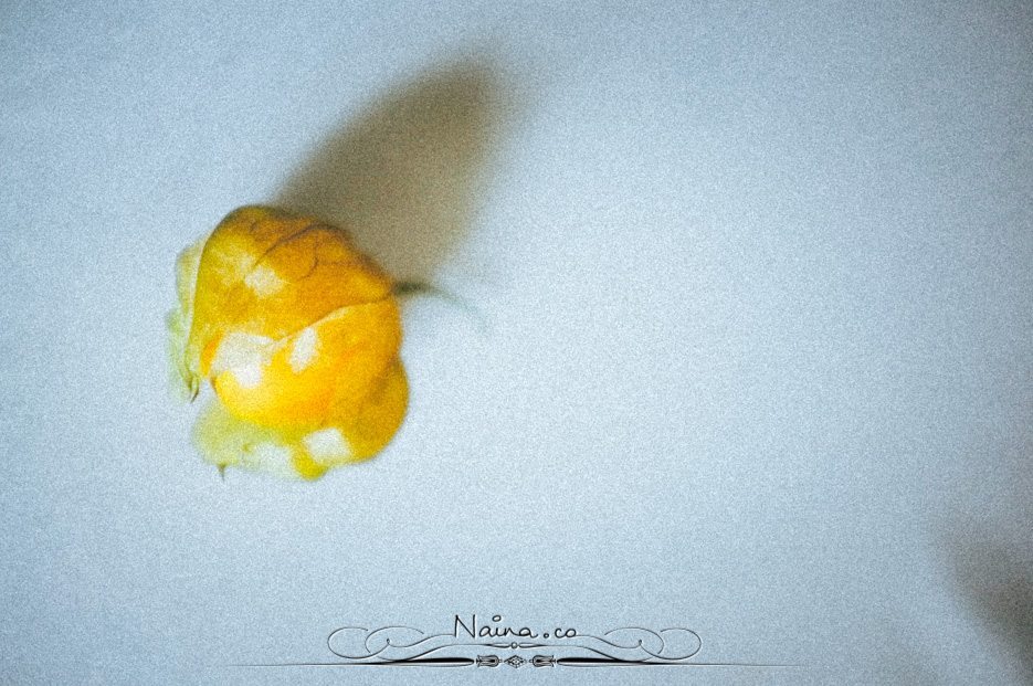 Physalis Berries Fine Art Food Photography, Lifestyle Photographer & Blogger Naina.co