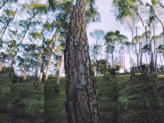 Ranikhet-Travel-Photography-Naina.co-Photographer-Uttarakhand-Thumb