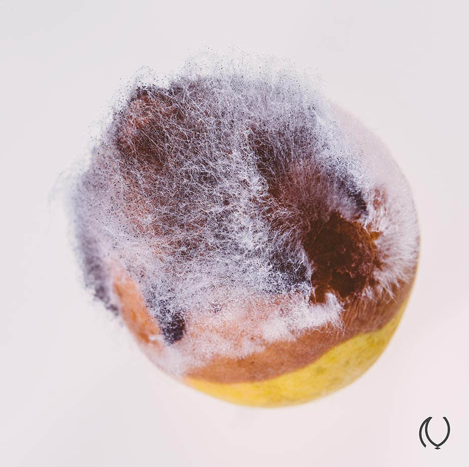 Rotten-Fruit-Portrait-Fine-Art-Luxury-Lifestyle-Photographer-Naina.co-Raconteuse