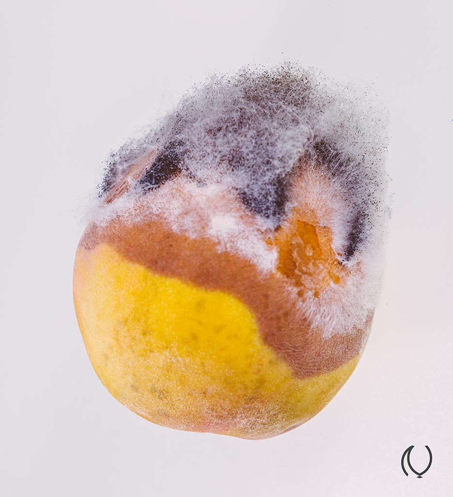 Rotten-Fruit-Portrait-Fine-Art-Luxury-Lifestyle-Photographer-Naina.co-Raconteuse