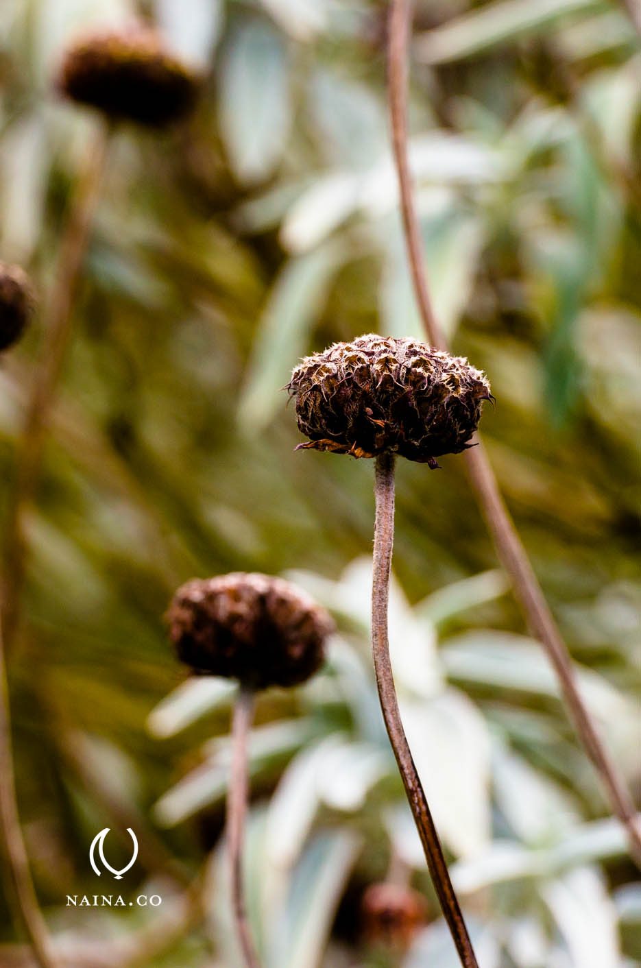 EyesForLondon-Kew-Botanical-Gardens-England-Naina.co-Raconteuse-Art-Nature-Photographer