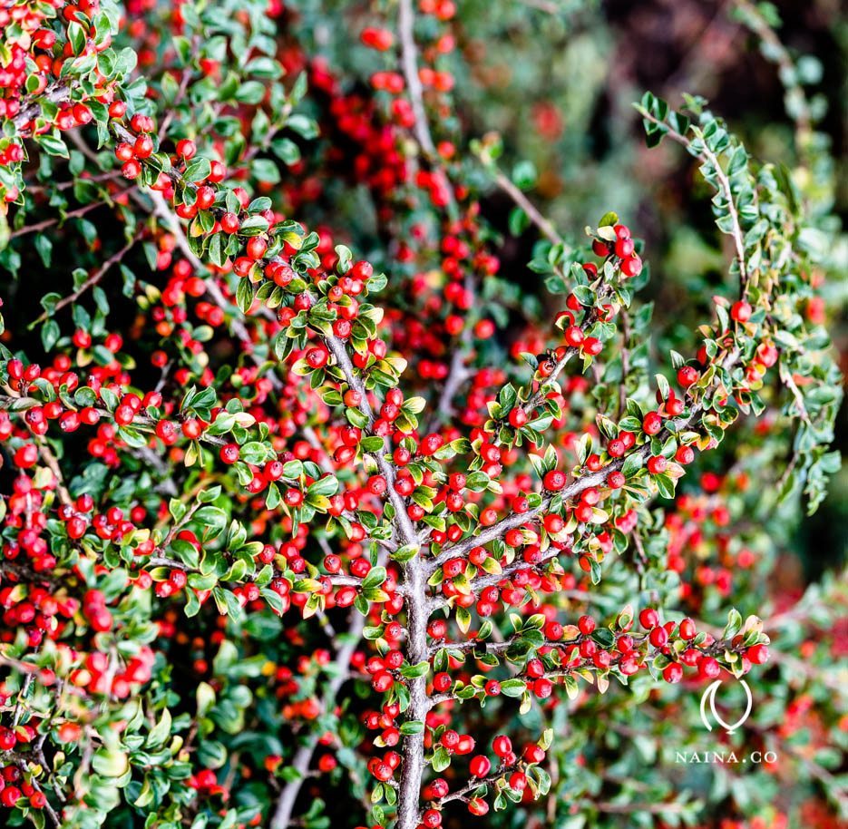 EyesForLondon-Kew-Botanical-Gardens-England-Naina.co-Raconteuse-Art-Nature-Photographer