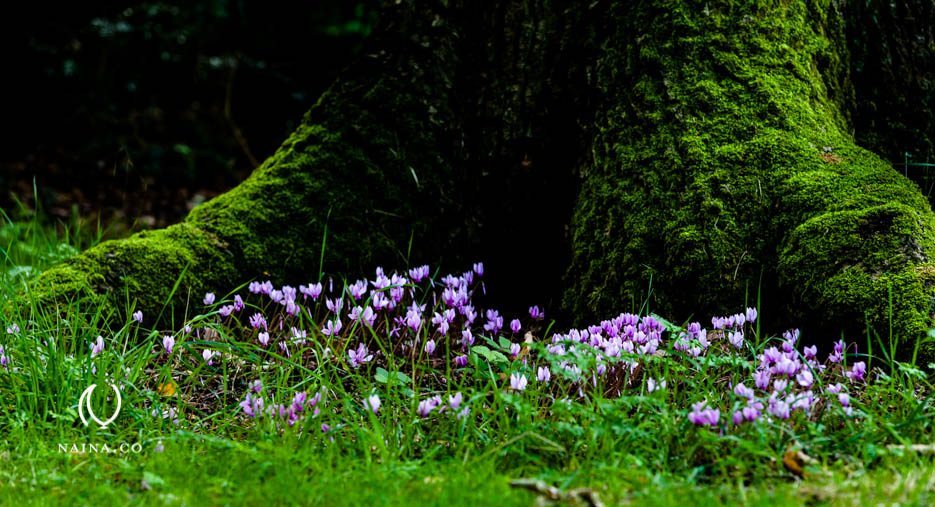 EyesForLondon-Kew-Botanical-Gardens-England-Naina.co-Raconteuse-Art-Nature-Photographer