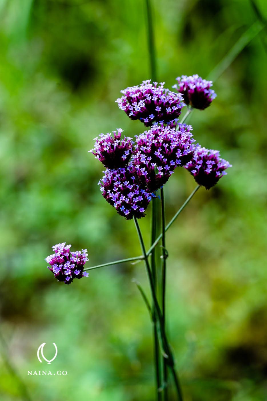 EyesForLondon-Kew-Botanical-Gardens-England-Naina.co-Raconteuse-Art-Nature-Photographer