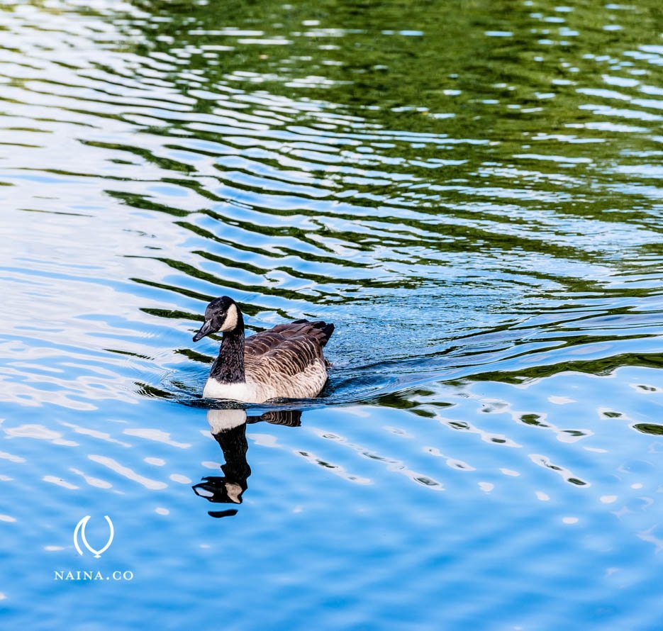 EyesForLondon-Kew-Botanical-Gardens-England-Naina.co-Raconteuse-Art-Nature-Photographer