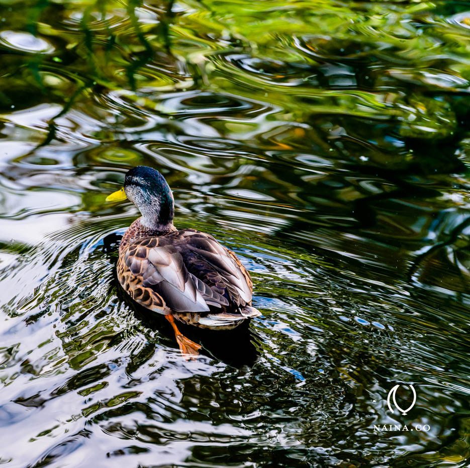 EyesForLondon-Kew-Botanical-Gardens-England-Naina.co-Raconteuse-Art-Nature-Photographer