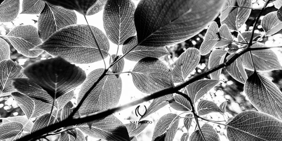 EyesForLondon-Kew-Botanical-Gardens-England-Naina.co-Raconteuse-Art-Nature-Photographer