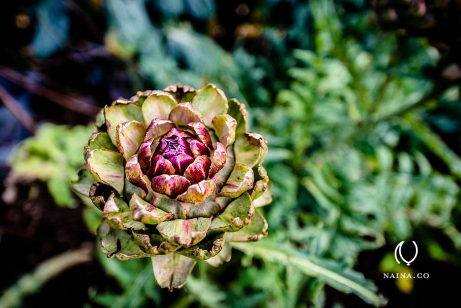 EyesForLondon-Kew-Botanical-Gardens-England-Naina.co-Raconteuse-Art-Nature-Photographer