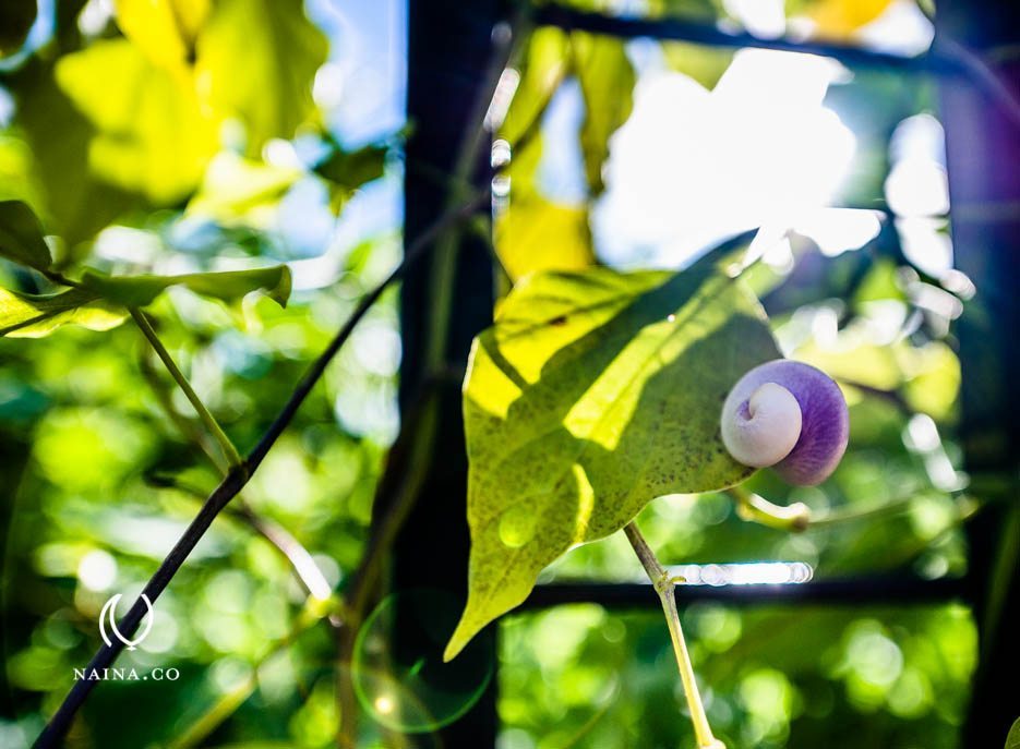 EyesForLondon-Kew-Botanical-Gardens-England-Naina.co-Raconteuse-Art-Nature-Photographer