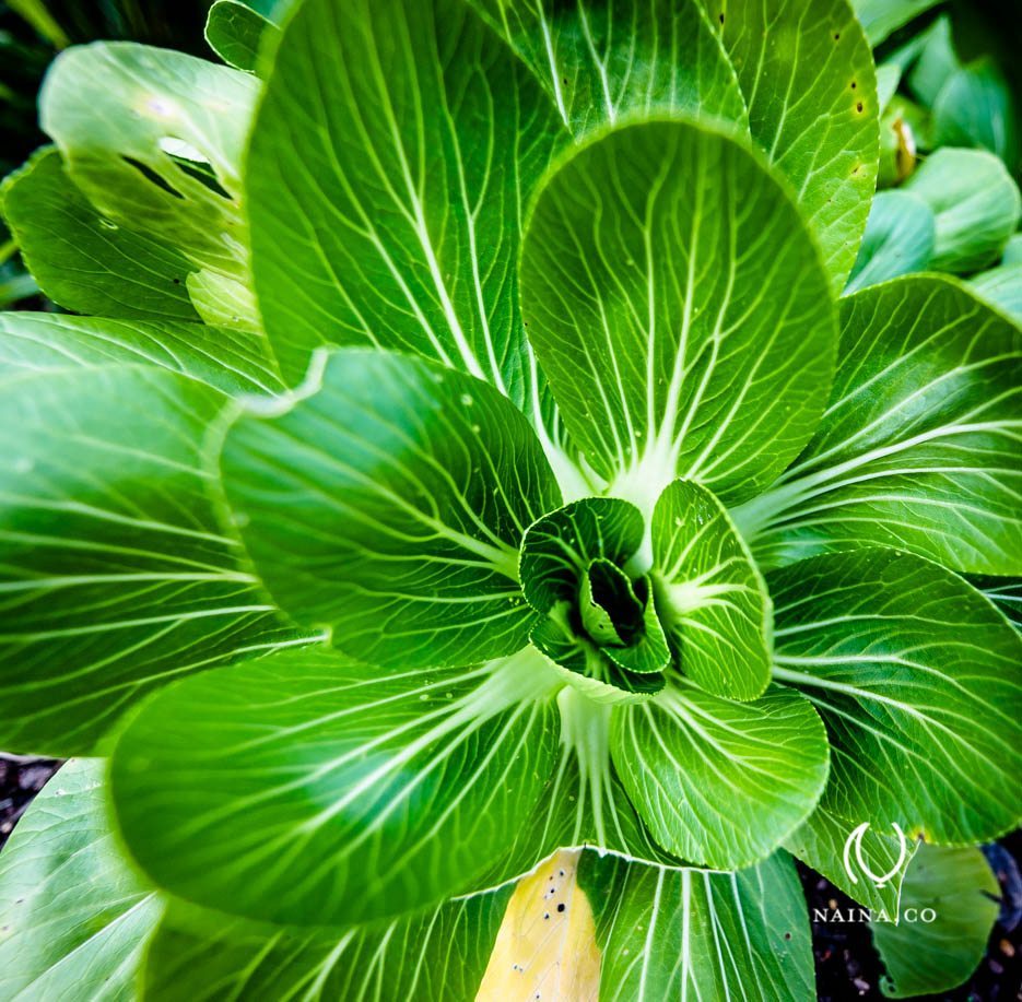 EyesForLondon-Kew-Botanical-Gardens-England-Naina.co-Raconteuse-Art-Nature-Photographer