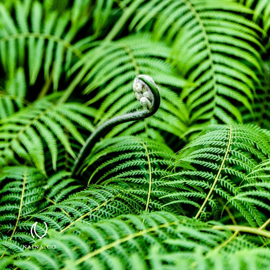 EyesForLondon-Kew-Botanical-Gardens-England-Naina.co-Raconteuse-Art-Nature-Photographer