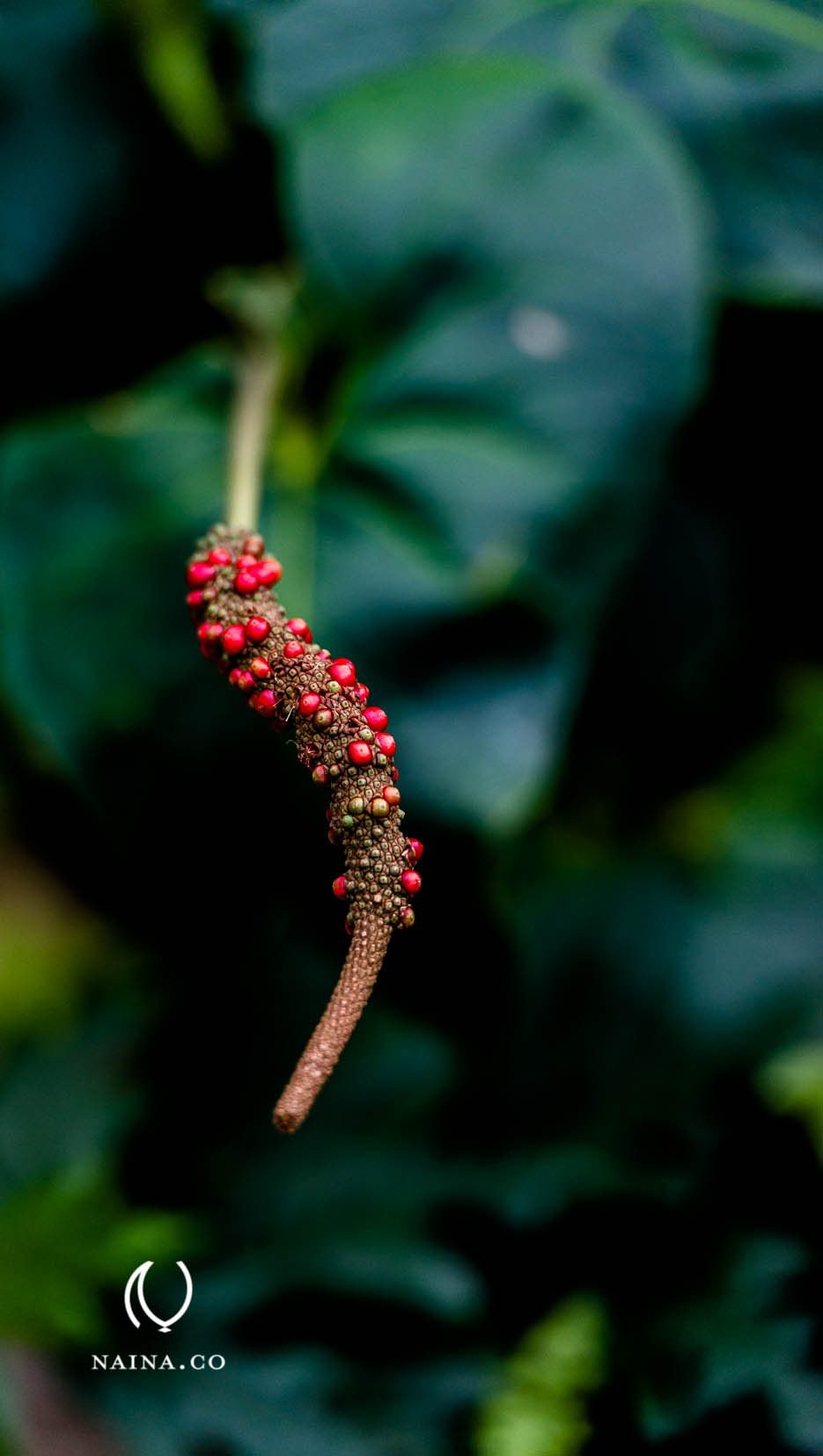 EyesForLondon-Kew-Botanical-Gardens-England-Naina.co-Raconteuse-Art-Nature-Photographer