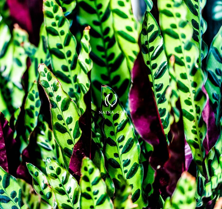 EyesForLondon-Kew-Botanical-Gardens-England-Naina.co-Raconteuse-Art-Nature-Photographer