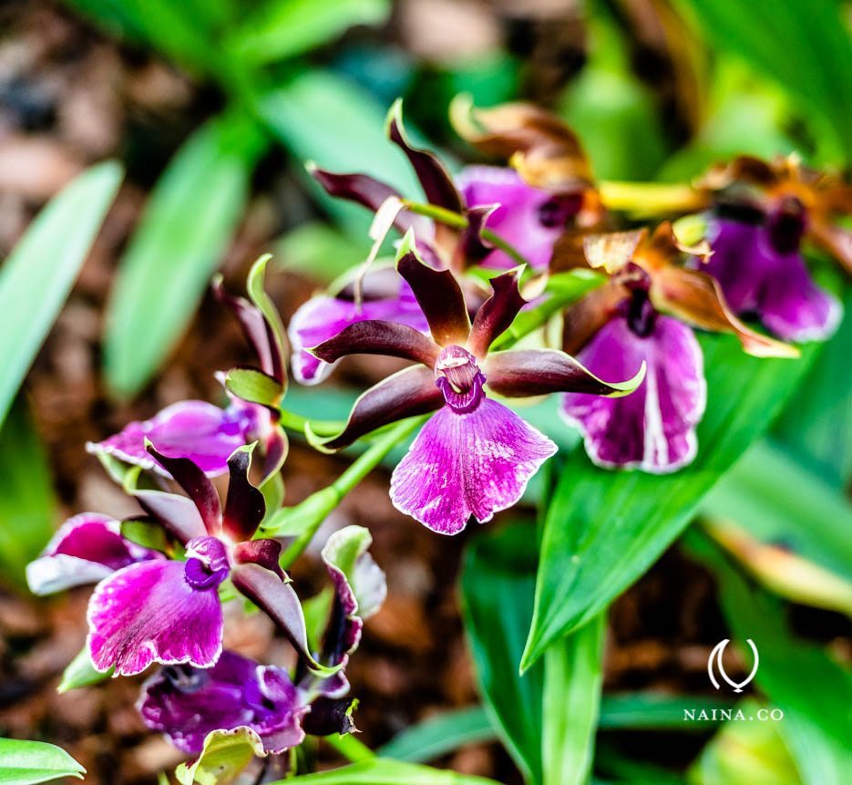 EyesForLondon-Kew-Botanical-Gardens-England-Naina.co-Raconteuse-Art-Nature-Photographer