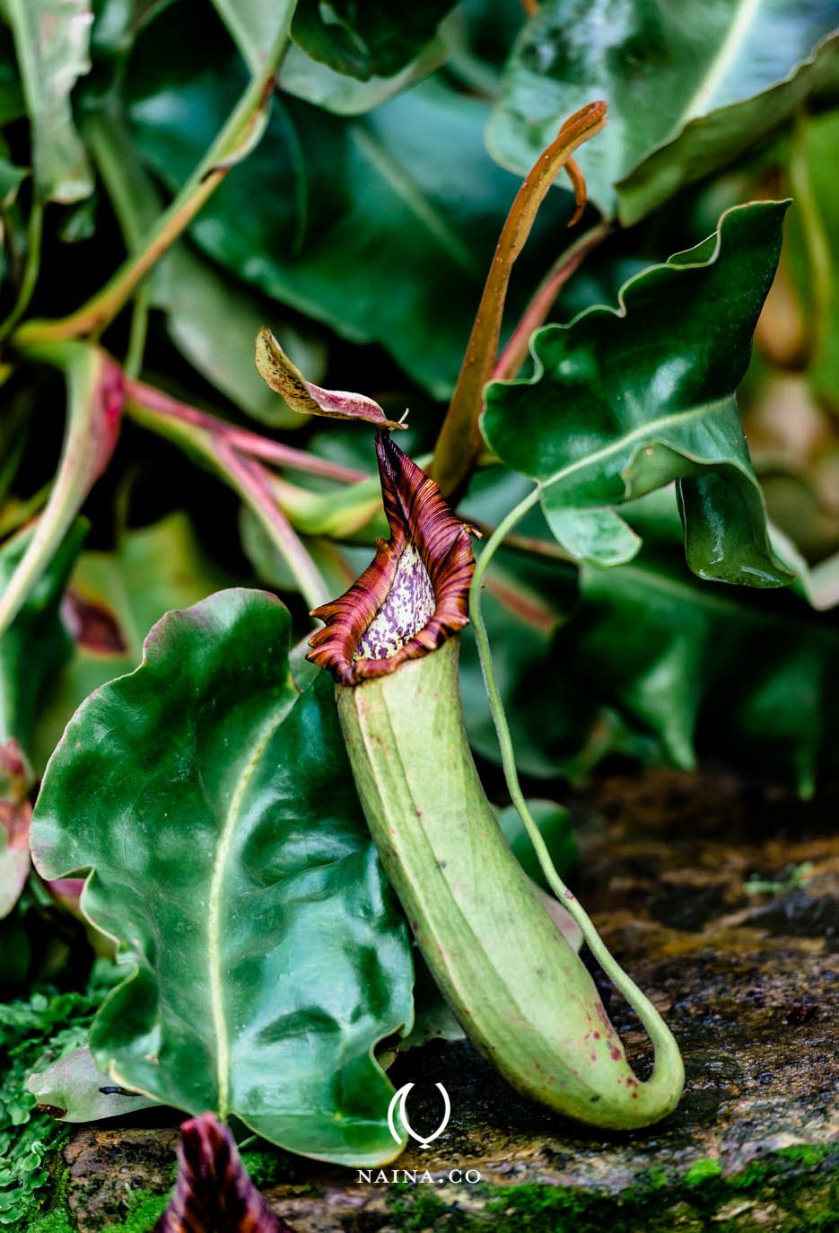 EyesForLondon-Kew-Botanical-Gardens-England-Naina.co-Raconteuse-Art-Nature-Photographer