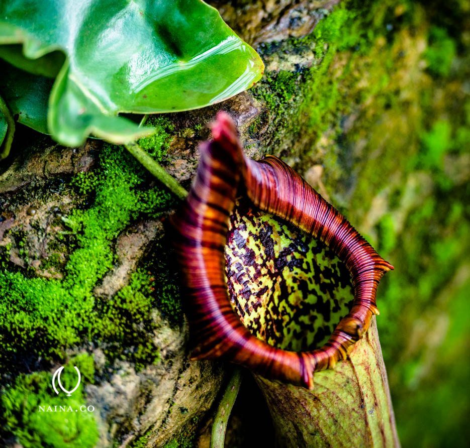 EyesForLondon-Kew-Botanical-Gardens-England-Naina.co-Raconteuse-Art-Nature-Photographer