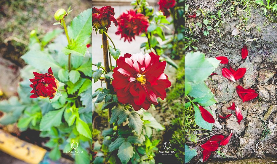 Naina.co-Winter-Flowers-Dahlia-Marigold-Raconteuse-Storyteller-Photographer