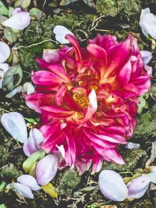 Naina.co-Winter-Flowers-Dahlia-Marigold-Raconteuse-Storyteller-Photographer
