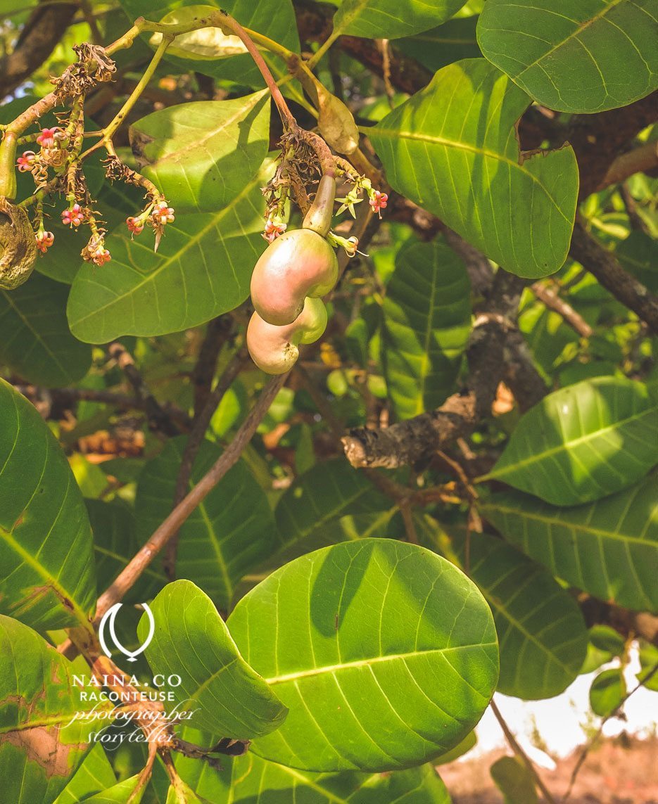 Naina.co-April-2014-Wendell-Rodricks-Photographer-Storyteller-La-Raconteuse-Visuelle-Goa