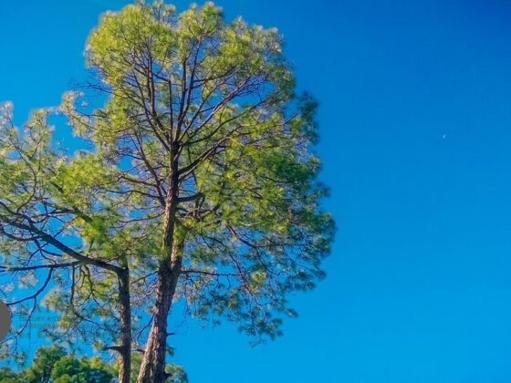 Naina-Co-Travel-Ranikhet-Luxury-Lifestyle-Vacation-Photographer-Storyteller
