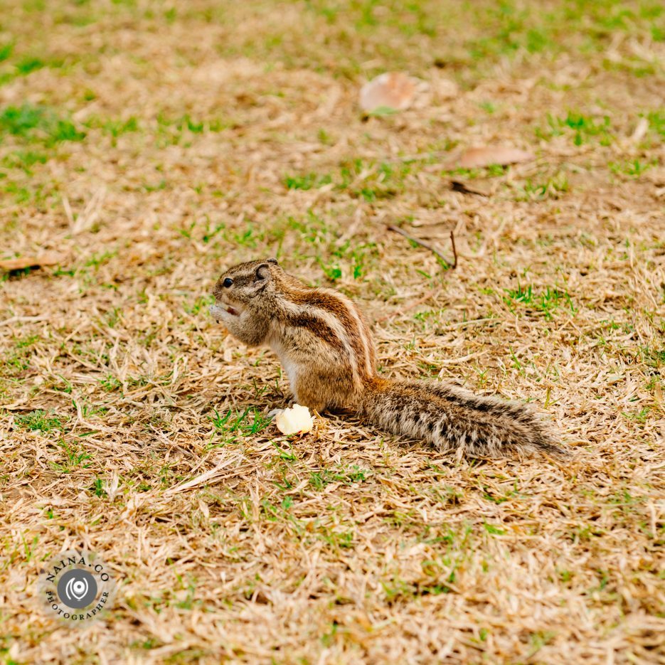 Naina.co-Raconteuse-Visuelle-Photographer-Storyteller-Luxury-Lifestyle-January-2015-Lodhi-Garden-Delhi-Blogger-India-Lifestyle