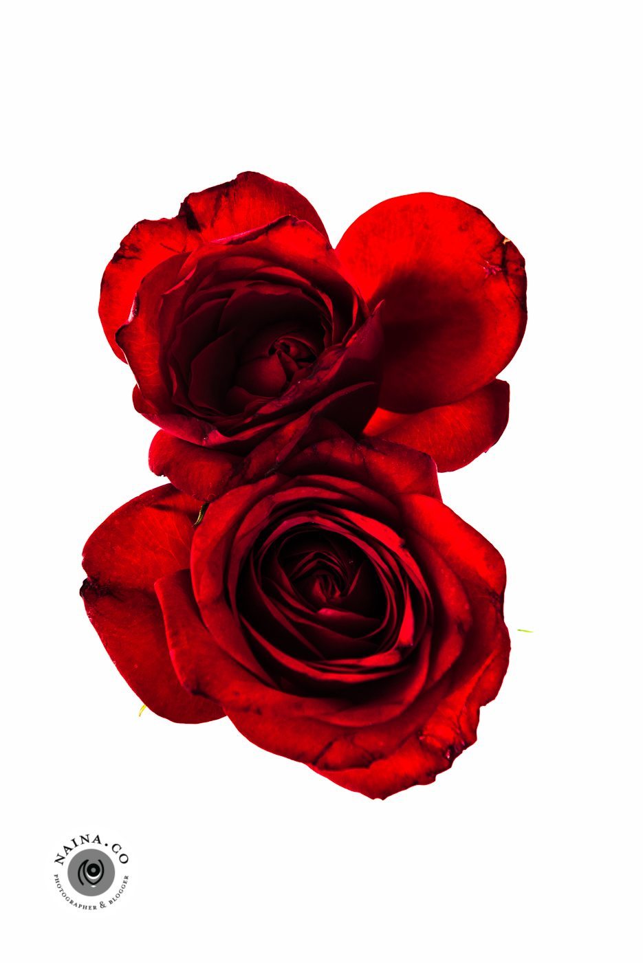 Naina.co-Raconteuse-Visuelle-Photographer-Blogger-Storyteller-Luxury-Lifestyle-March-2015-Roses-Art-Prints