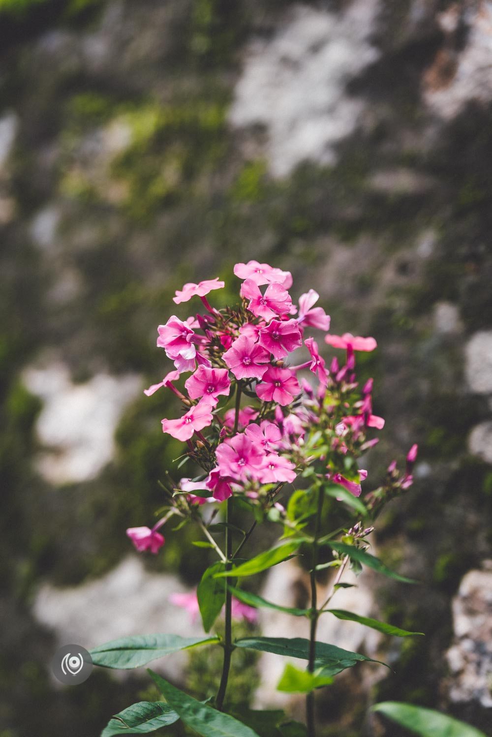 Kasauli Club & Market #REDHUxKASAULI #EyesForDestinations, Naina.co Luxury & Lifestyle Photographer, Blogger Storyteller