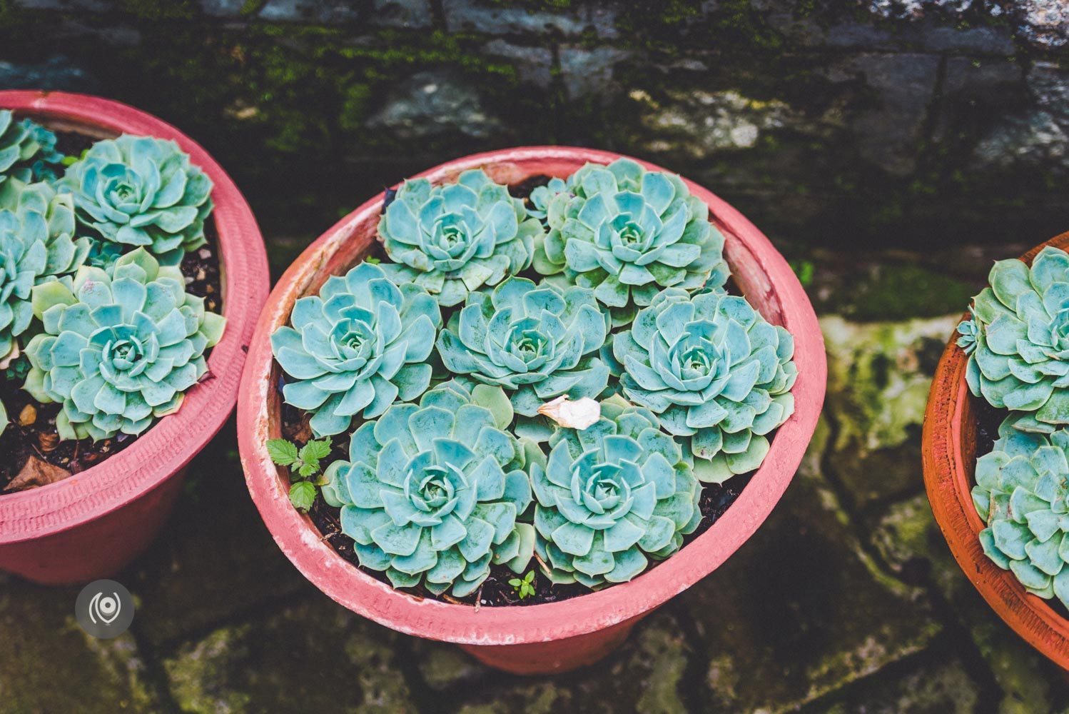 Kasauli Club & Market #REDHUxKASAULI #EyesForDestinations, Naina.co Luxury & Lifestyle Photographer, Blogger Storyteller