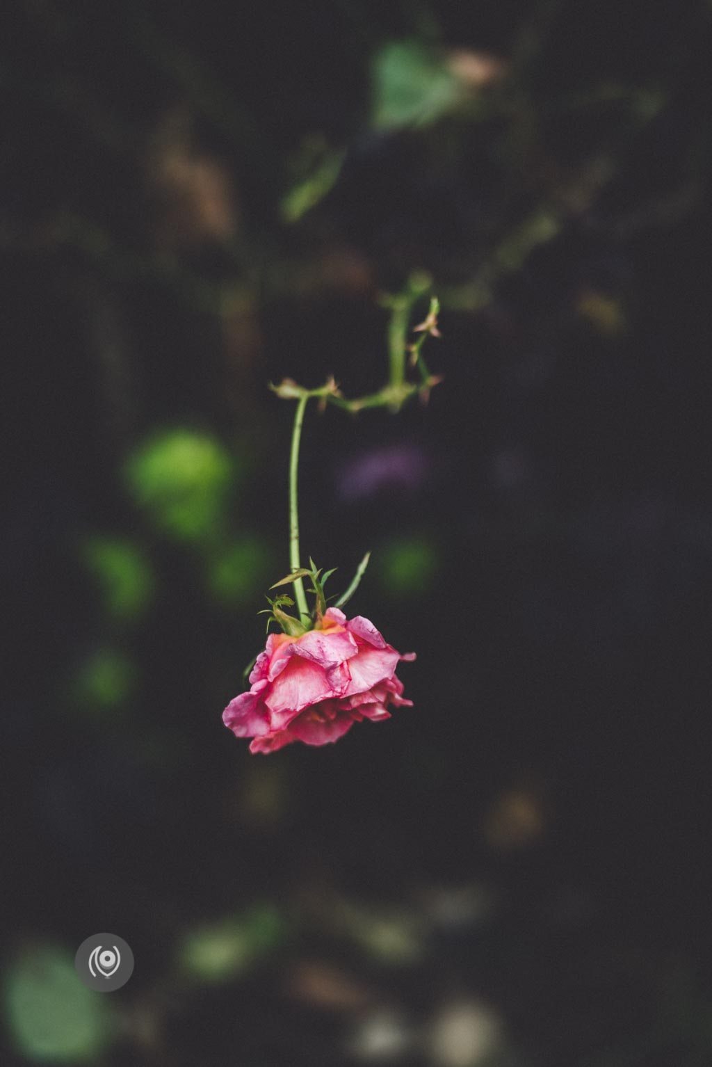 Greenery #REDHUxKASAULI #EyesForDestinations, Naina.co Luxury & Lifestyle Photographer, Blogger Storyteller